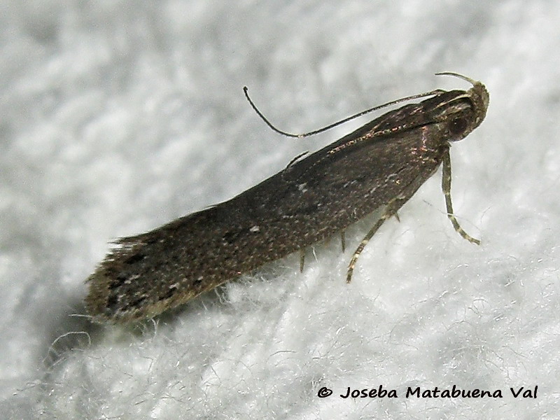 Neofaculta ericetella - Gelechiidae